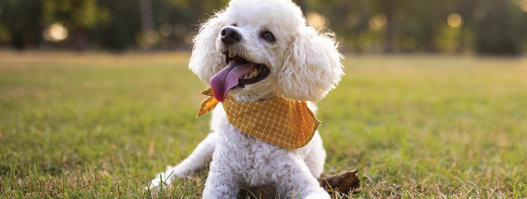 a white dog with a yellow bandana sitting in the grass at The  Booker