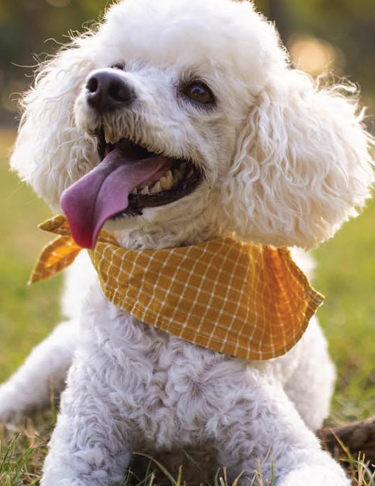 a white dog with a yellow bandana sitting in the grass at The  Booker